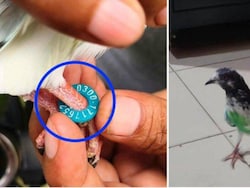Pigeon Found In Border Village With Ring Likely Bearing Pakistani Number