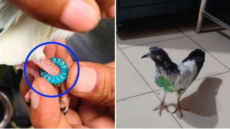 Pigeon Found In Border Village With Ring Likely Bearing Pakistani Number