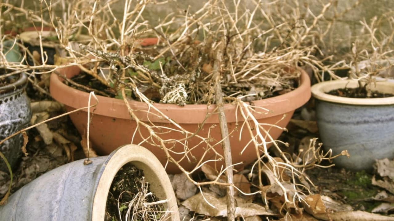 मुरझाते पौधों को ठीक कैसे करें, सूख रहे या मर चुके पौधों को बचाने के 7 आसान तरीके