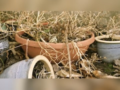 मुरझाते पौधों को ठीक कैसे करें, सूख रहे या मर चुके पौधों को बचाने के 7 आसान तरीके