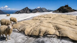 Swiss Scientists Turn To Sheep&rsquo;s Wool In Fight Against Melting Glaciers
