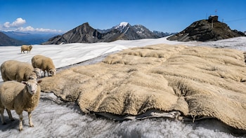 Swiss Scientists Turn To Sheep’s Wool In Fight Against Melting Glaciers