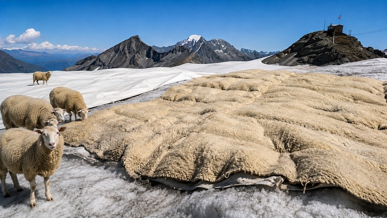 Swiss Scientists Turn To Sheep&rsquo;s Wool In Fight Against Melting Glaciers