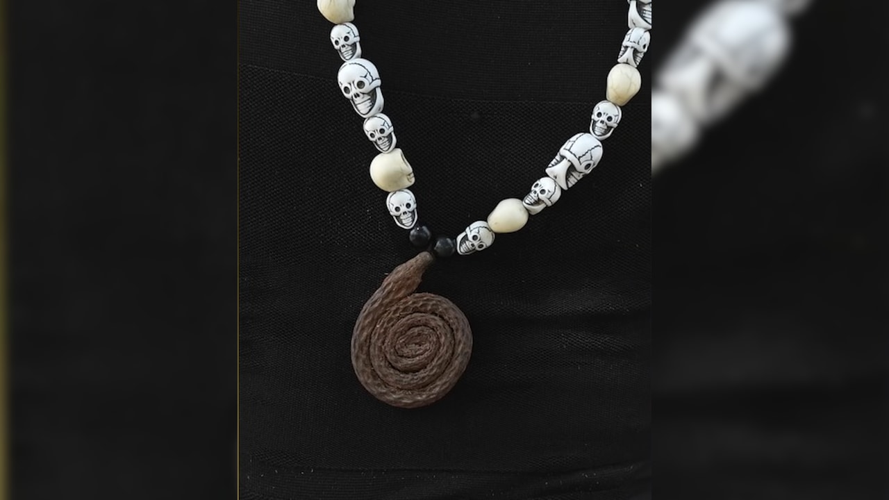 सांप काटने पर इस्‍तेमाल करते हैं यह जड़ी बूटी. 