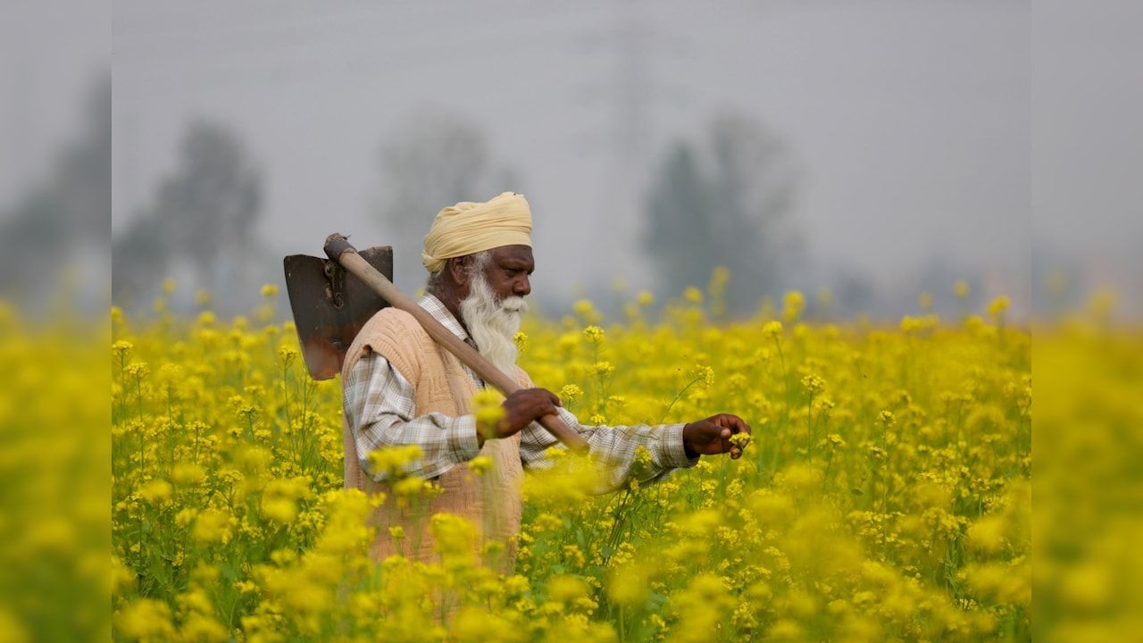 Cabinet Clears MSP Hike For Rabi Crops, Safflower Gets Biggest Boost