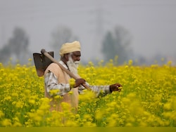 Cabinet Clears MSP Hike For Rabi Crops, Safflower Gets Biggest Boost