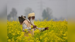 Cabinet Clears MSP Hike For Rabi Crops, Safflower Gets Biggest Boost