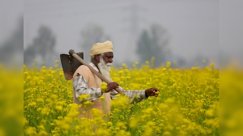Cabinet Clears MSP Hike For Rabi Crops, Safflower Gets Biggest Boost
