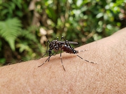 Mumbai Dengue Cases Spike 28% Since Last Year: Unique Risk Factors, Symptoms And Treatment Explained