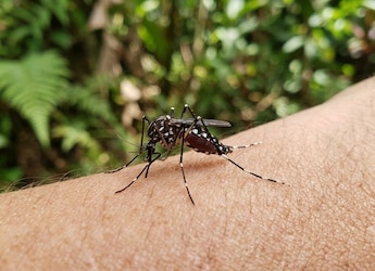 Tamil Nadu Records More Than 16,500 Dengue Cases, Chennai Worst Hit