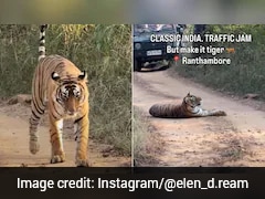 'Napping' Tiger Causes Unusual Traffic Jam In Ranthambore Safari, Video Viral