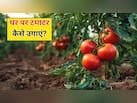 8 हफ्तों में घर पर टमाटर कैसे उगाएं? गार्डनिंग एक्सपर्ट ने बताया टमाटर के पौधे की ग्रोथ बढ़ाने के लिए क्या करे