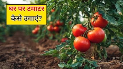 8 हफ्तों में घर पर टमाटर कैसे उगाएं? गार्डनिंग एक्सपर्ट ने बताया टमाटर के पौधे की ग्रोथ बढ़ाने के लिए क्या करे