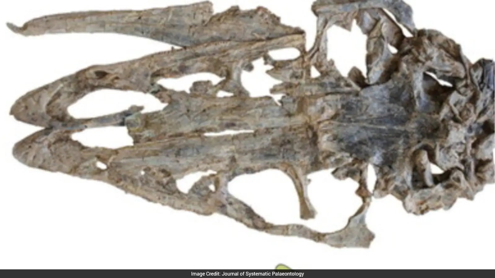 Researchers Discover Kayrasaurus changliensis Dinosaur Species in China