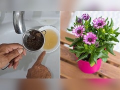 चाय पत्ती से पौधों के लिए खाद कैसे बनाएं? गार्डनिंग एक्सपर्ट ने बताया इसे डालने से पौधे में भर-भरकर आएंगे फल-फूल