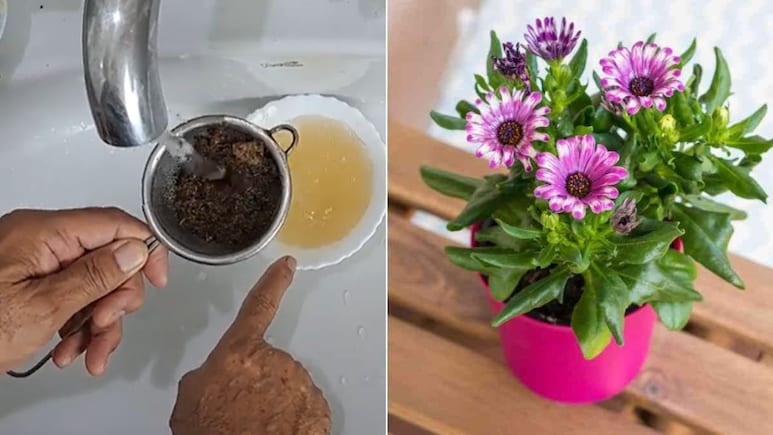 चाय पत्ती से पौधों के लिए खाद कैसे बनाएं? गार्डनिंग एक्सपर्ट ने बताया इसे डालने से पौधे में भर-भरकर आएंगे फल-फूल