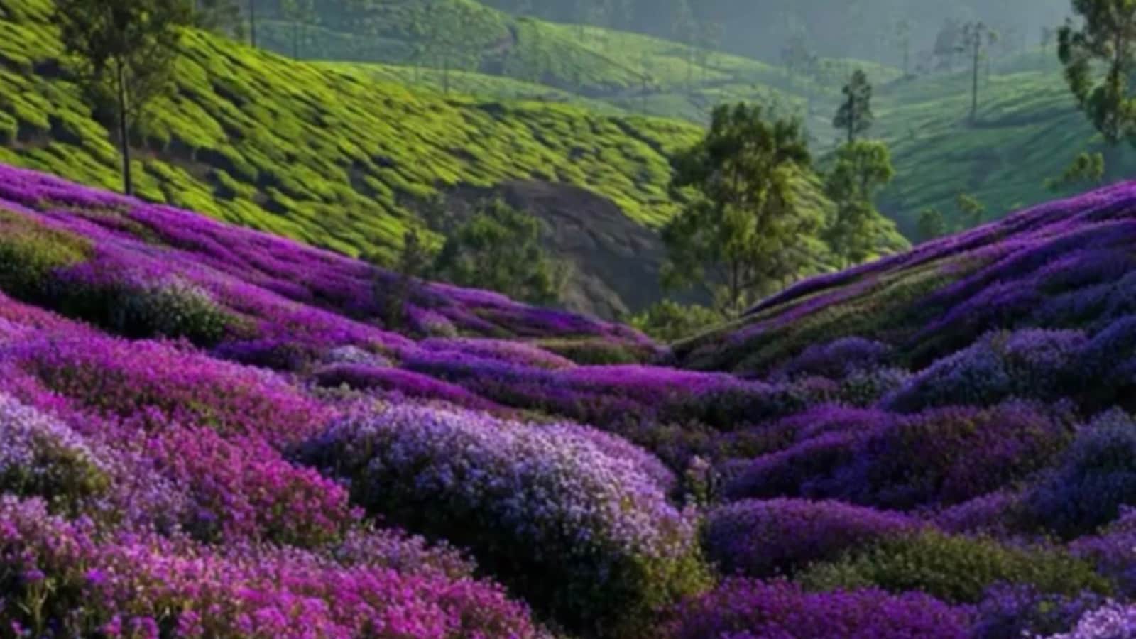 Rare Neelakurinji Bloom Returns Across Kerala’s Munnar Hills
