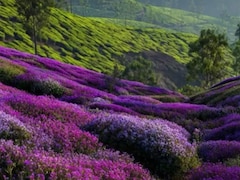 Harsh Goenka Shares Rare Neelakurinji Bloom, Calls It 'A Sight Worth Waiting 12 Years For'