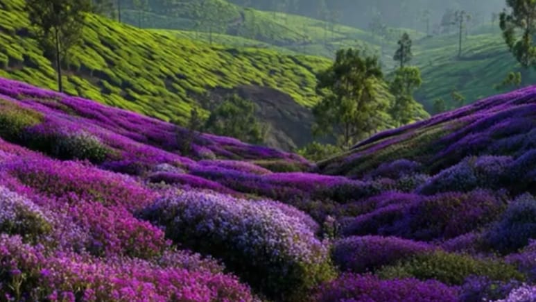 Harsh Goenka Shares Rare Neelakurinji Bloom, Calls It 'A Sight Worth Waiting 12 Years For'