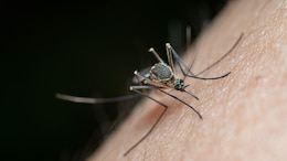 El Nino Could Cause A Surge In Dengue Cases, Heat Illnesses In India: WHO Warns
