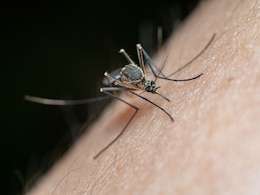 El Nino Could Cause A Surge In Dengue Cases, Heat Illnesses In India: WHO Warns