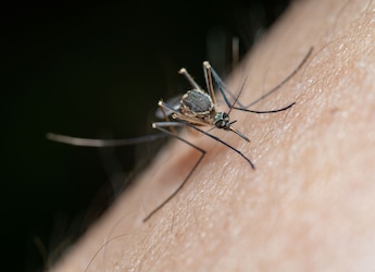 El Nino Could Cause A Surge In Dengue Cases, Heat Illnesses In India: WHO Warns