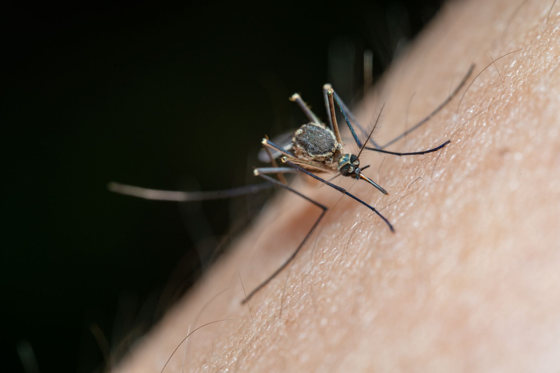 The El Nino weather pattern could worsen dengue and heat-related illnesses