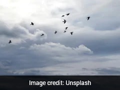 NATO Jets Scramble To Intercept Drone, Discover It's Just Birds
