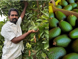 PM Modi's Avocado Pitch: How A Kadapa Farmer Turned Crop Crisis Into A Boon