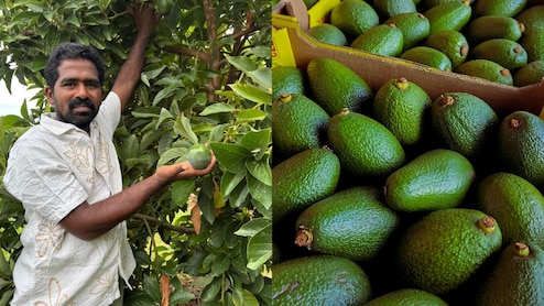 PM Modi's Avocado Pitch: How A Kadapa Farmer Turned Crop Crisis Into A Boon