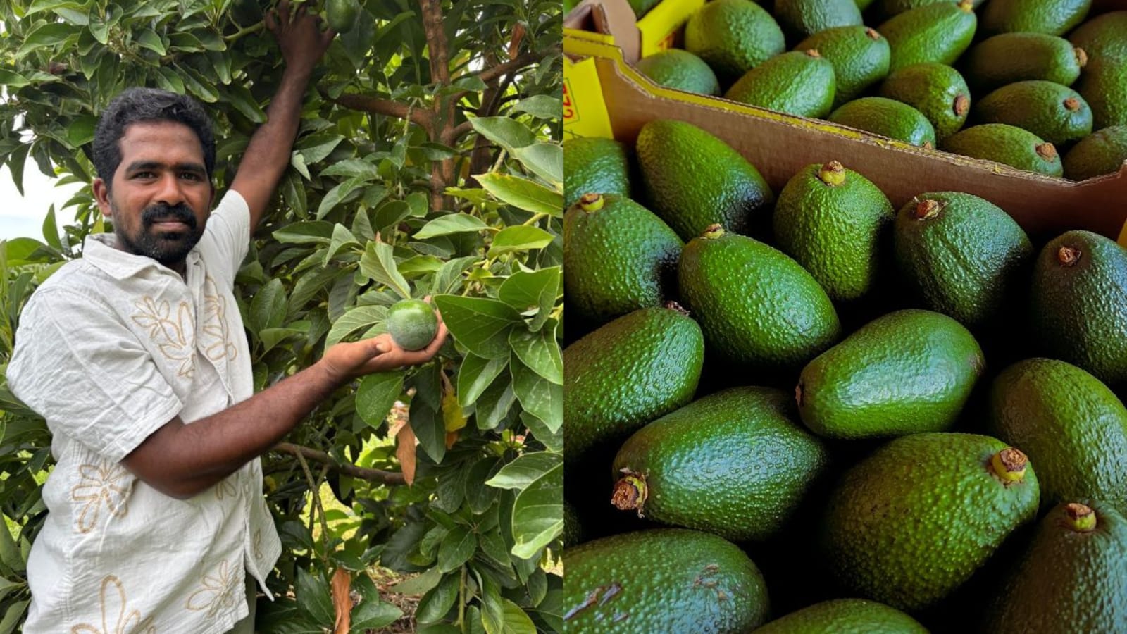 PM Modi Highlights Rising Popularity and Farmer Benefits of Indian Avocados