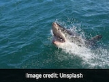Australian Man Killed By Great White Shark As Authorities Issue Rare Kill Order