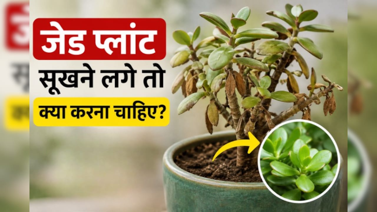 जेड प्लांट सूखने लगे तो क्या करना चाहिए? गार्डनिंग एक्सपर्ट से जानें जेड प्लांट को मरने से कैसे बचाएं