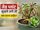 जेड प्लांट सूखने लगे तो क्या करना चाहिए? गार्डनिंग एक्सपर्ट से जानें जेड प्लांट को मरने से कैसे बचाएं
