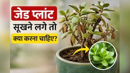 जेड प्लांट सूखने लगे तो क्या करना चाहिए? गार्डनिंग एक्सपर्ट से जानें जेड प्लांट को मरने से कैसे बचाएं