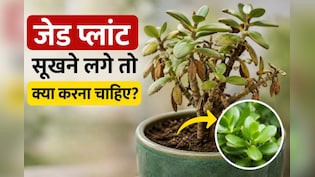 जेड प्लांट सूखने लगे तो क्या करना चाहिए? गार्डनिंग एक्सपर्ट से जानें जेड प्लांट को मरने से कैसे बचाएं