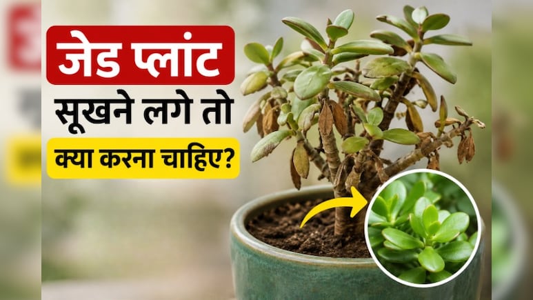जेड प्लांट सूखने लगे तो क्या करना चाहिए? गार्डनिंग एक्सपर्ट से जानें जेड प्लांट को मरने से कैसे बचाएं
