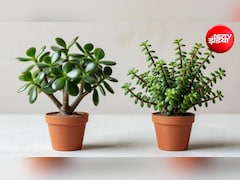 Jade Plant vs Elephant Bush: जेड प्लांट और एलिफेंट बुश में क्या है अंतर? पत्तियों से ऐसे करें पहचान