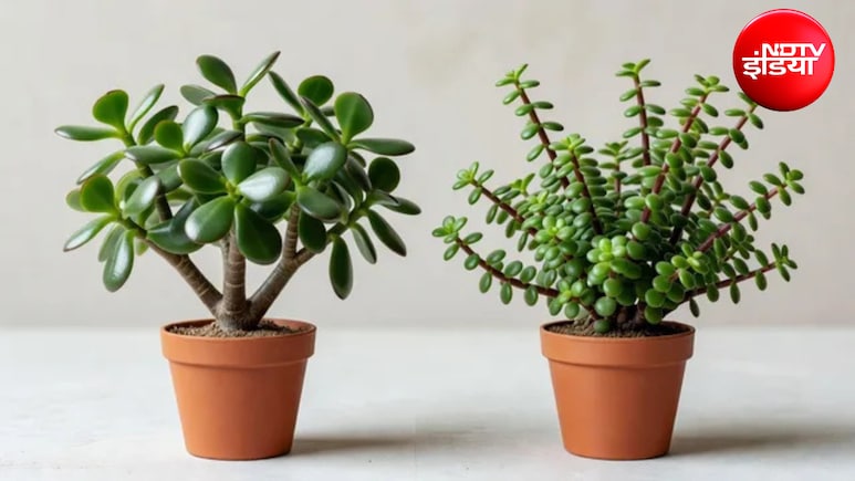Jade Plant vs Elephant Bush: जेड प्लांट और एलिफेंट बुश में क्या है अंतर? पत्तियों से ऐसे करें पहचान