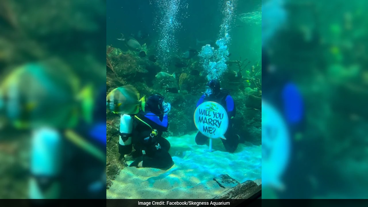 Man Proposes 'Shark-Loving' Girlfriend In Underwater Tank In England
