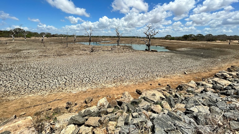 El Nino Threat Extends To Winter Crops, Rate Hike May Be Needed: Citi India Chief Economist