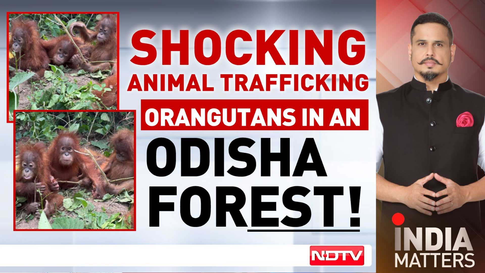 Orangutans Not Native To India Found In Odisha Forest, Probe Ordered