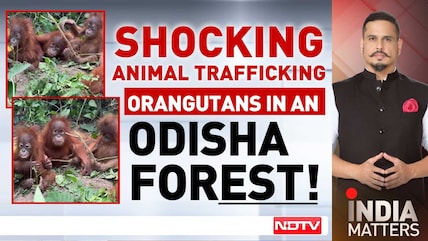 Orangutans Not Native To India Found In Odisha Forest, Probe Ordered