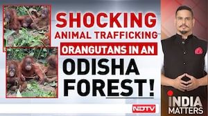 Orangutans Not Native To India Found In Odisha Forest, Probe Ordered