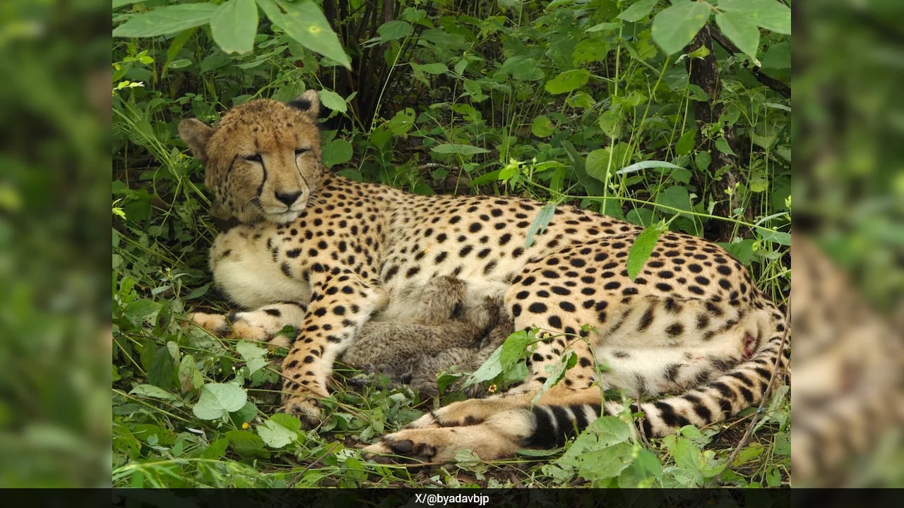 India-Born Cheetah Gives Birth To 4 Cubs At Kuno National Park