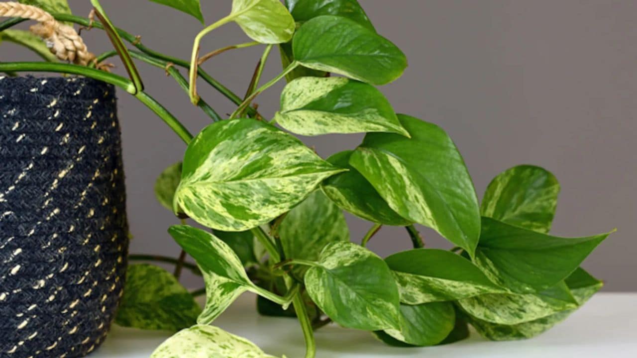 घर में मनी प्लांट रखने के नियम, वास्तु विशेषज्ञ कंवल दीप ने बताया मनी प्लांट के साथ इन 4 बातों का रखें ध्यान