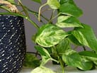 घर में मनी प्लांट रखने के नियम, वास्तु विशेषज्ञ कंवल दीप ने बताया मनी प्लांट के साथ इन 4 बातों का रखें ध्यान