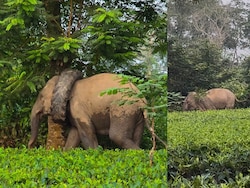 Video: Wild Elephant Spotted With Tractor Tyre Stuck Around Its Neck In Assam