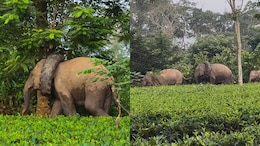 Video: Wild Elephant Spotted With Tractor Tyre Stuck Around Its Neck In Assam