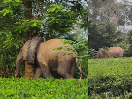 Video: Wild Elephant Spotted With Tractor Tyre Stuck Around Its Neck In Assam